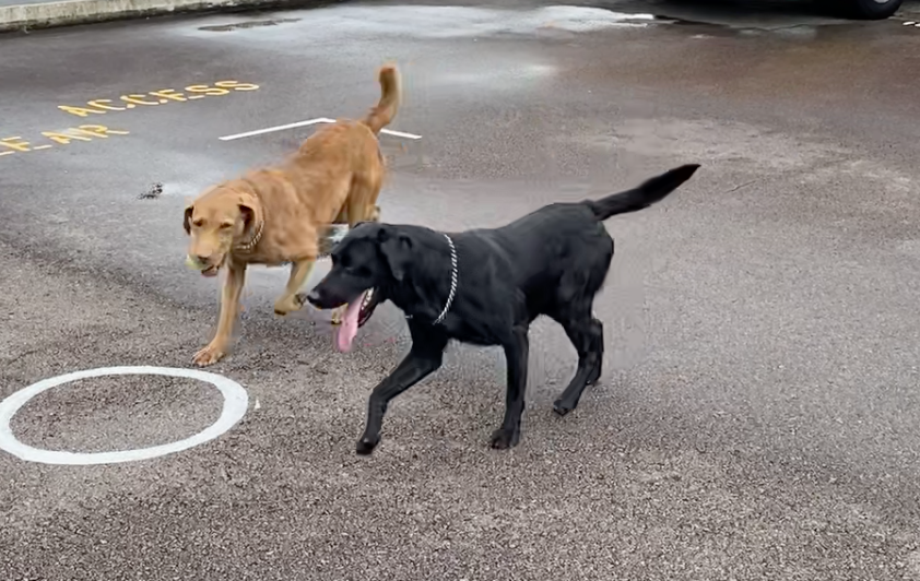 Jess, the FI dog (left), playing with Jack, the USAR dog (right).
