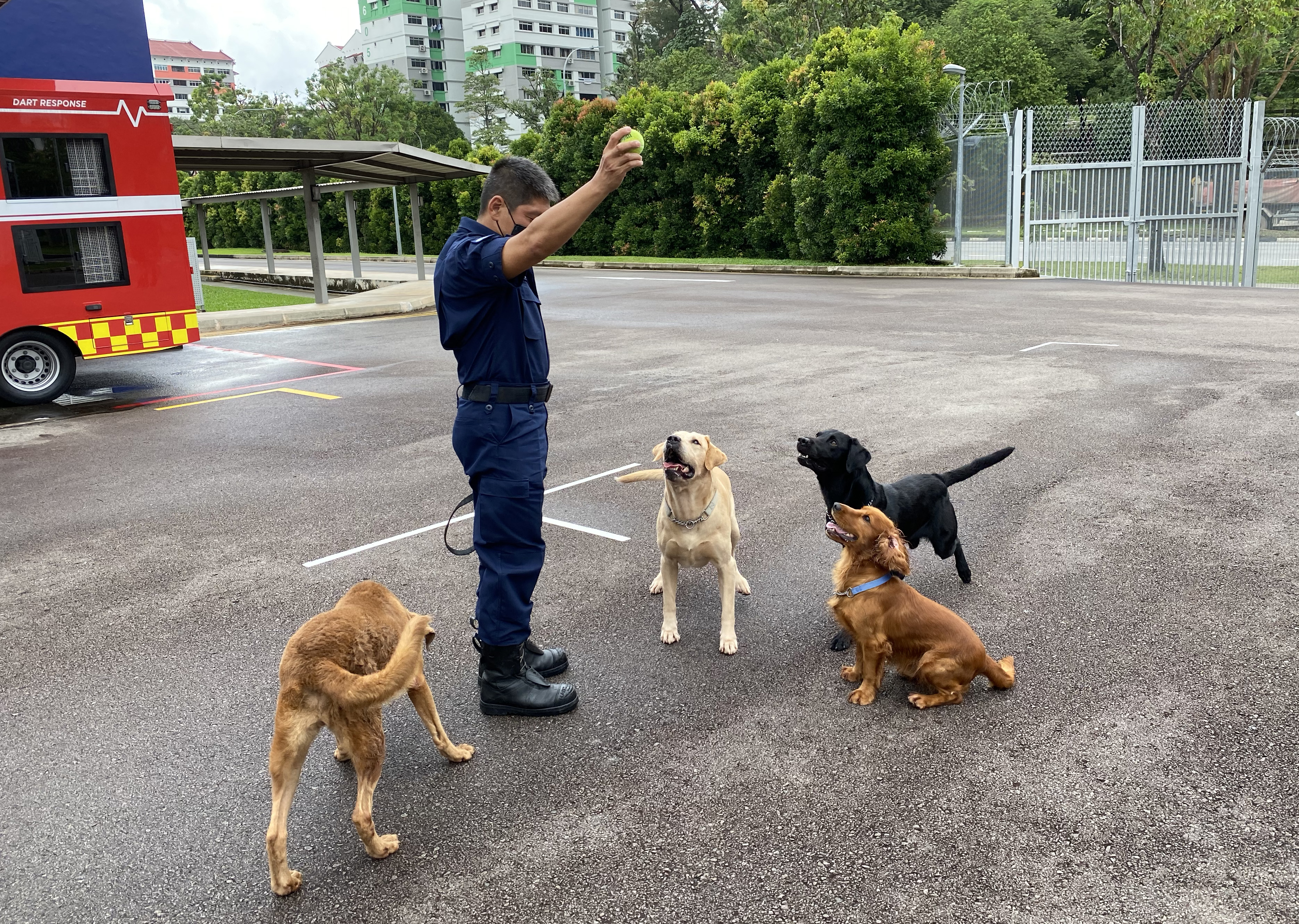 USAR dogs and FI dogs anticipating catching the tennis ball from WO2 Lean.